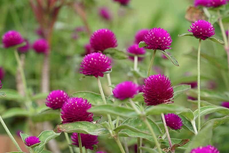 Globe Amaranth