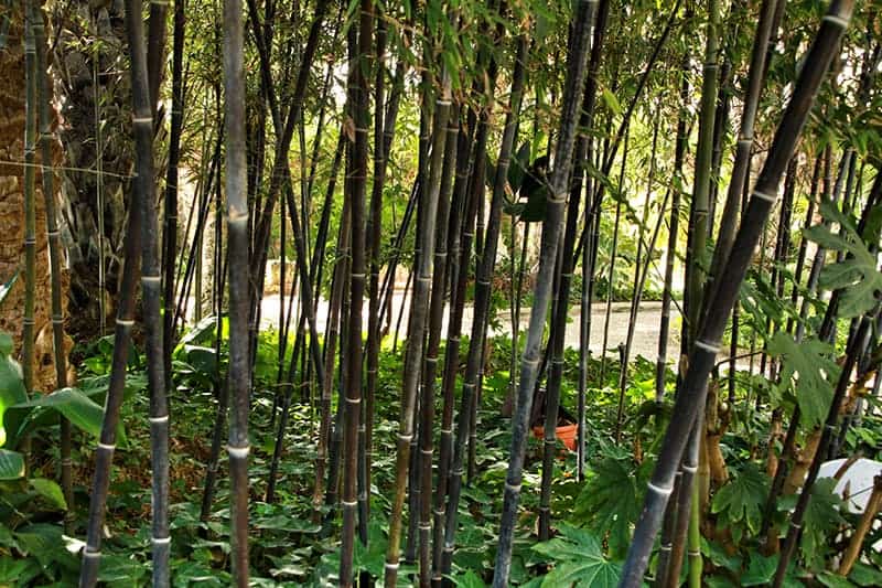 Black Bamboo