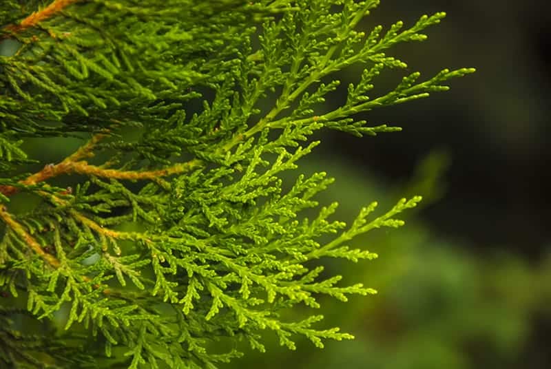 Eastern Red Cedar (Juniperus virginiana)
