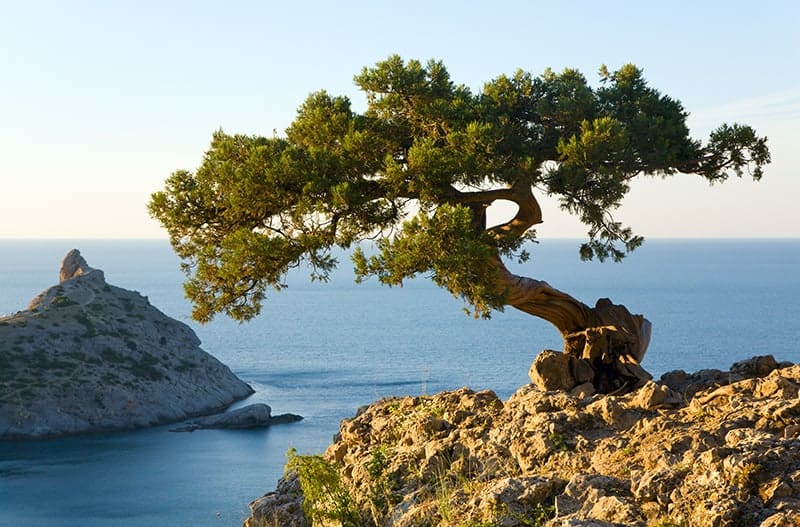 Juniper Trees