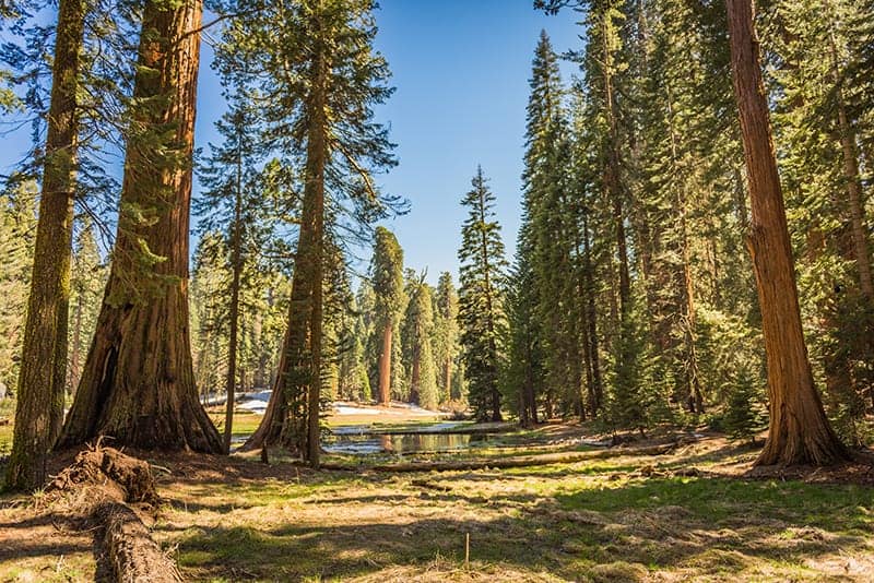 Redwood Trees