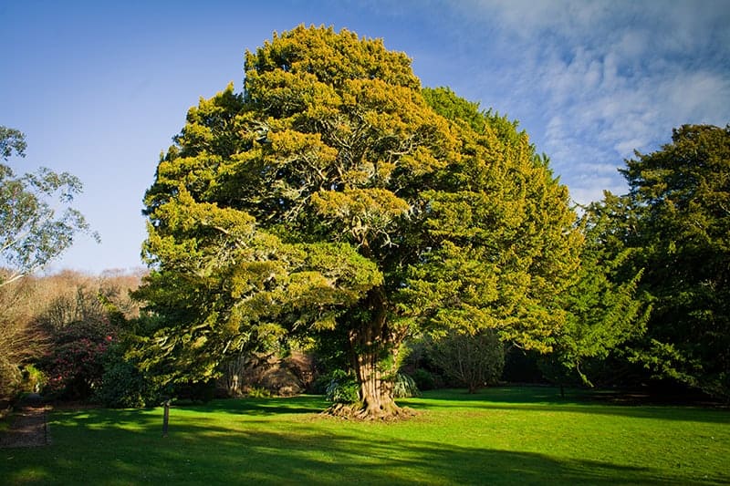 Yew Trees