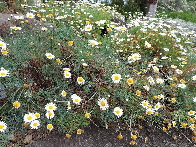 Bellis annua