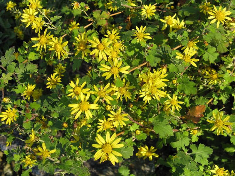 Chrysanthemum indicum