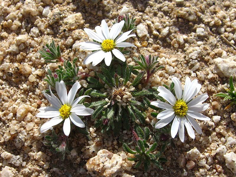 Monoptilon bellidiforme