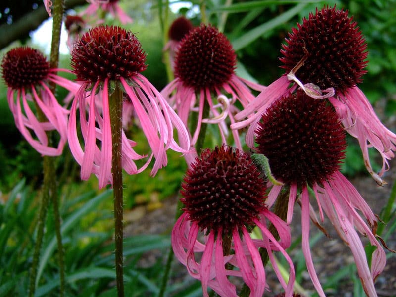 Echinacea pallida
