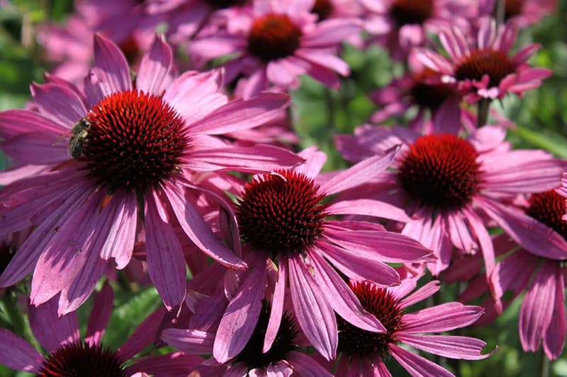 Echinacea purpurea