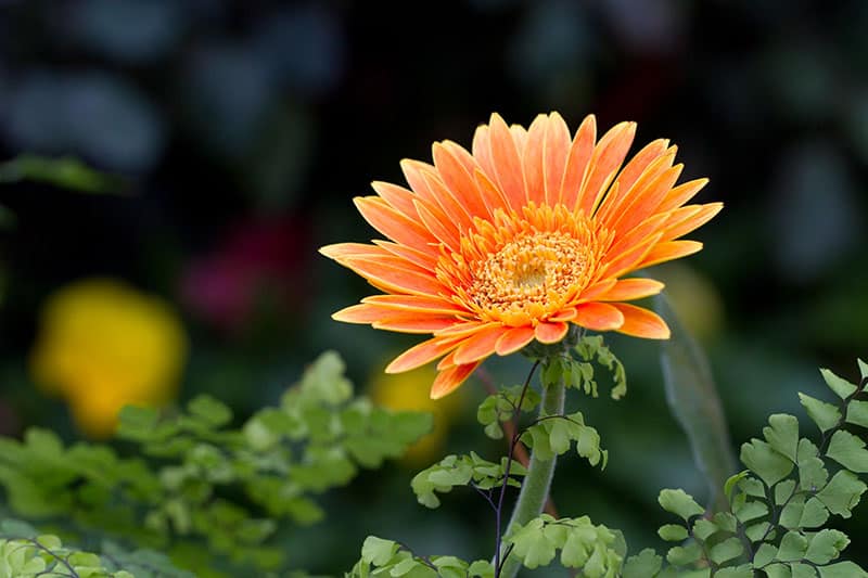 Gerbera jamesonii