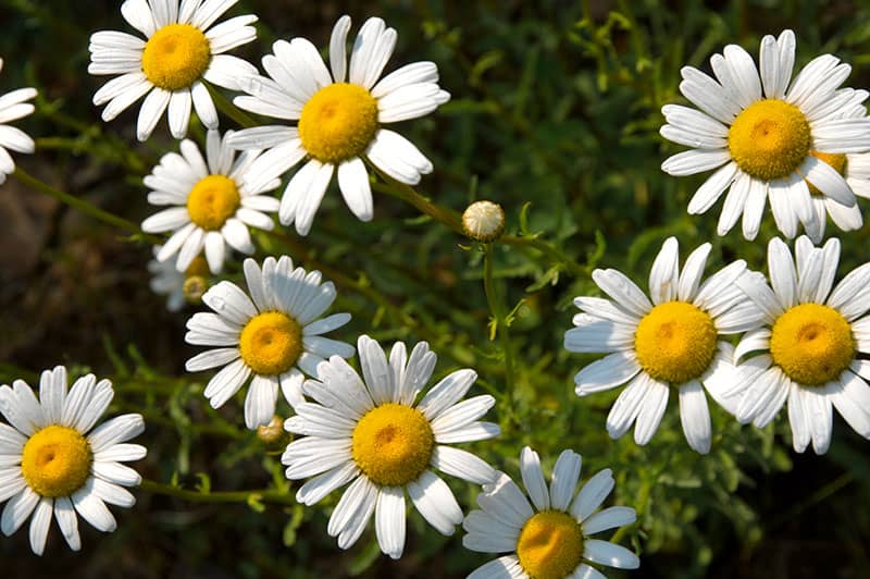 Leucanthemum x superbum
