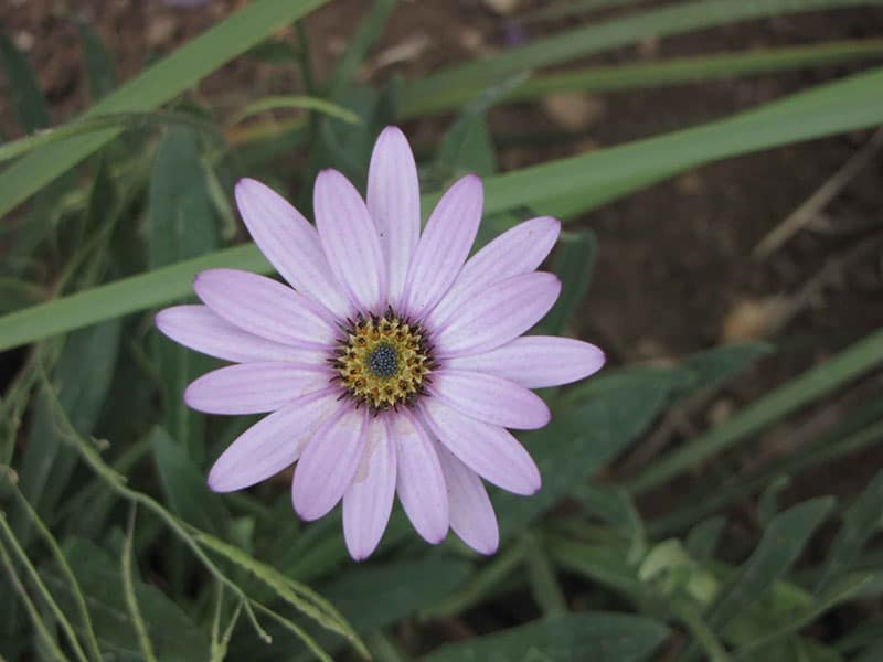 Osteospermum jucundum