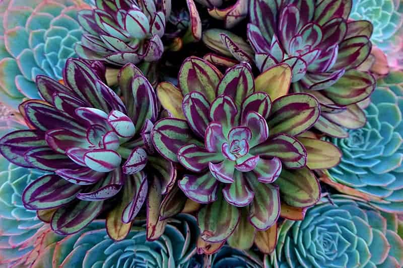 Painted Echeveria