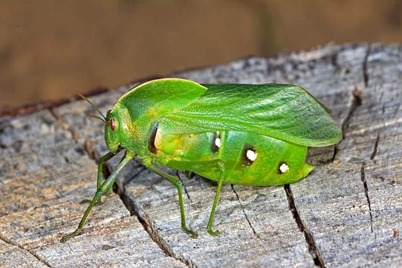 Bladder Grasshoppers - Pneumoroidea family