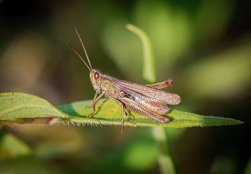 Meadow Grasshopper - Chorthippus parallelus