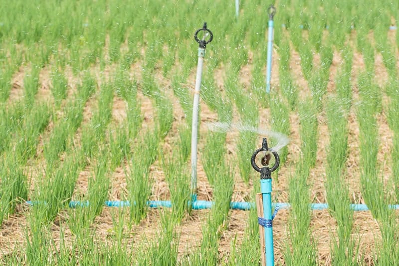 Raised Sprinklers