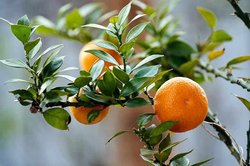 Chinotto