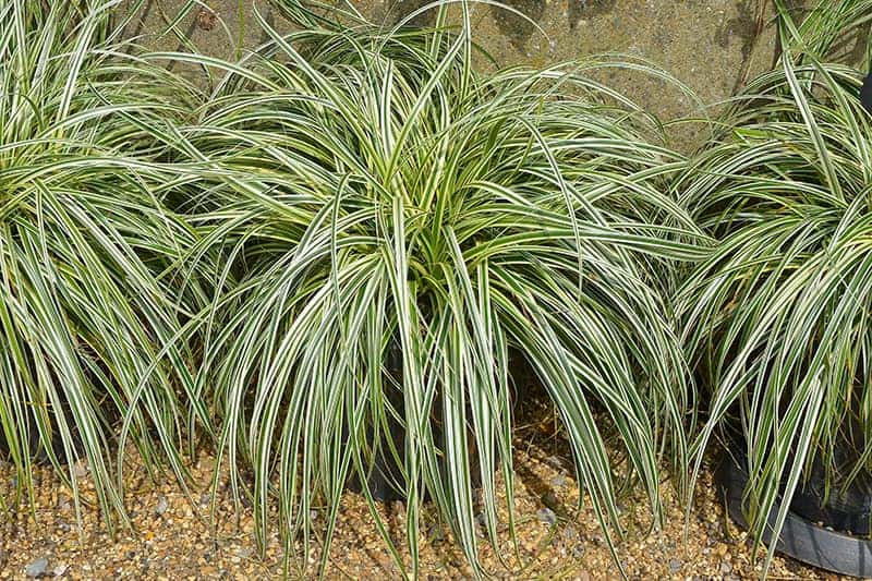 Japanese Sedge