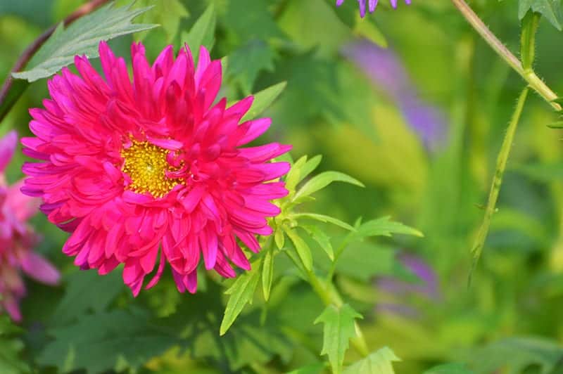 Asters