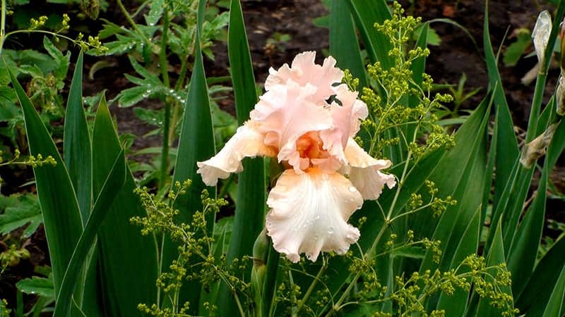Bearded Iris