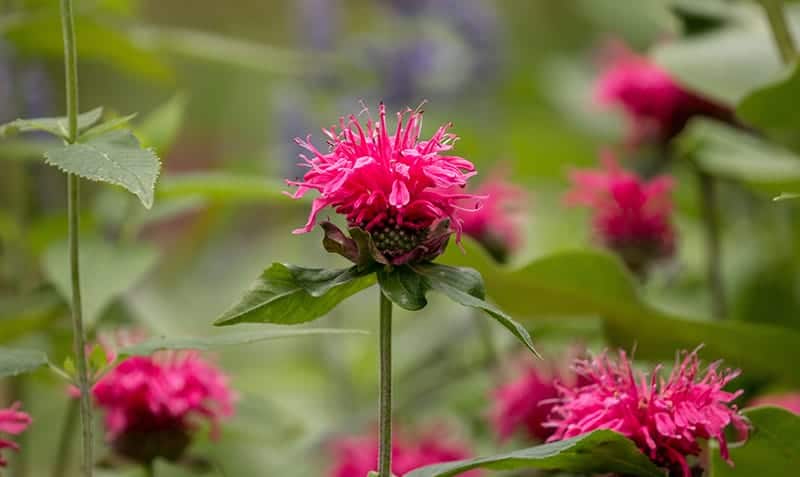 Bee Balm