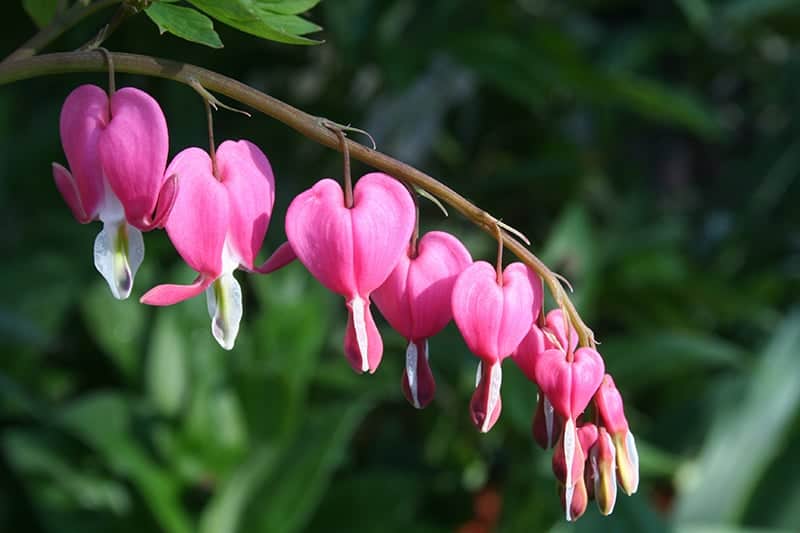 Bleeding Heart