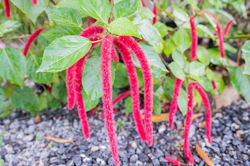 Chenille Plant