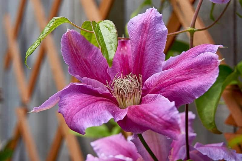 Clematis