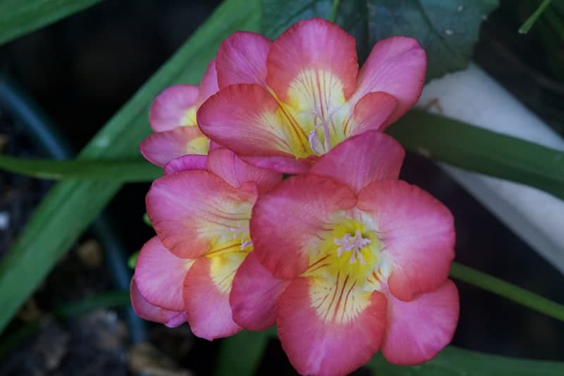 Freesia