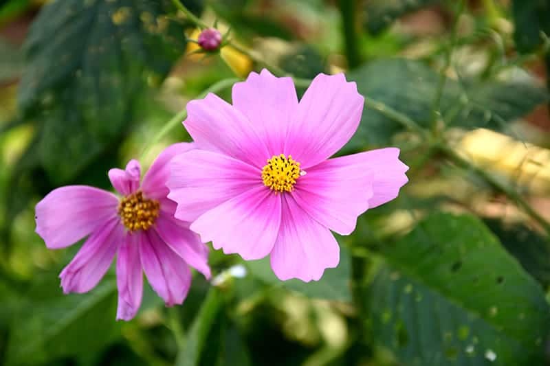 Garden Cosmos