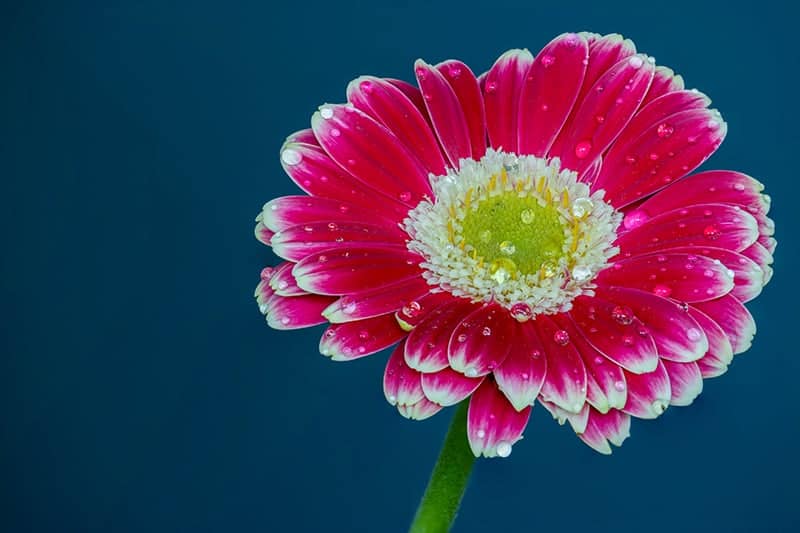 Gerbera Daisy
