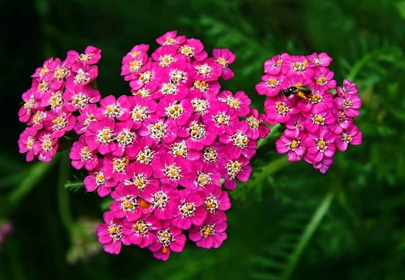 Yarrow