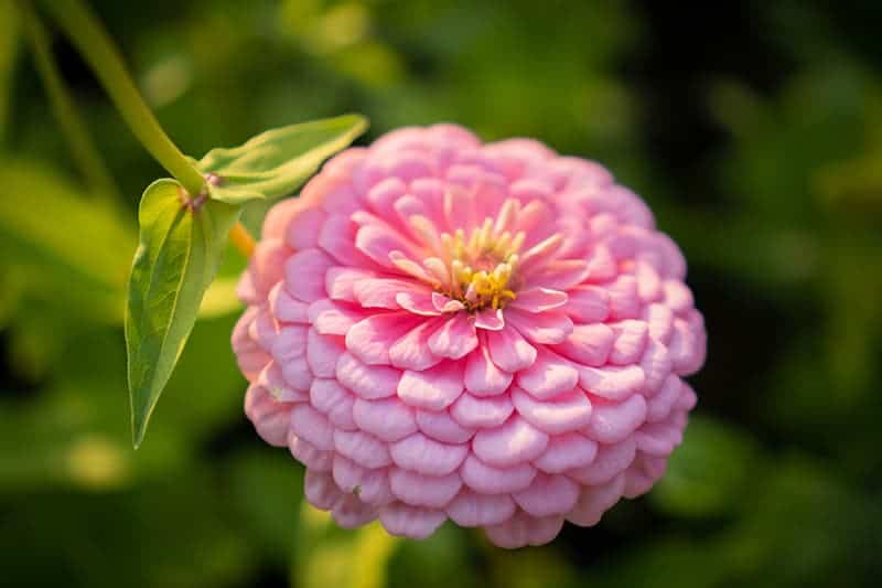 Zinnia