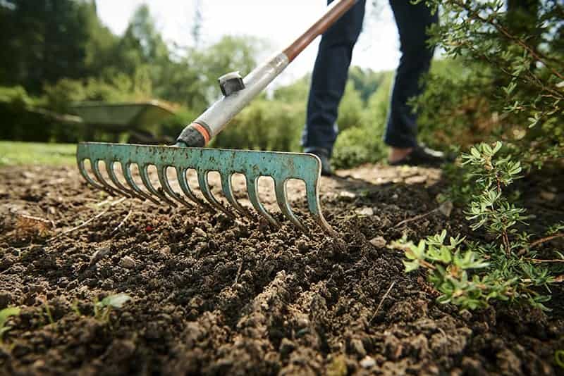 A gardener raking the soil.
