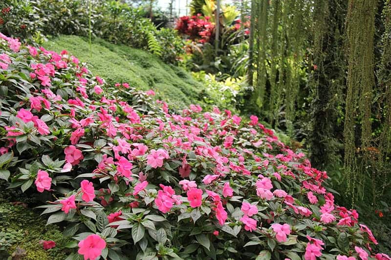 Rosa 'Flower Carpet Coral'