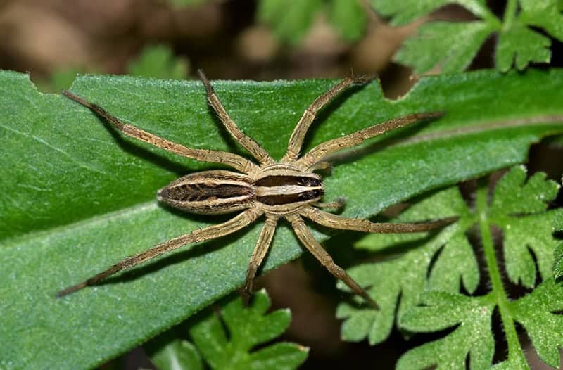 Wolf Spider