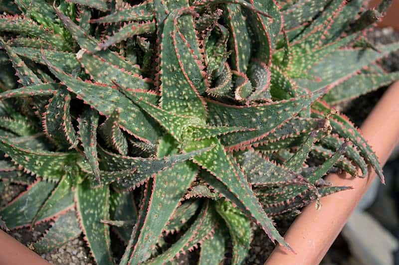 Aloe 'Christmas Carol'