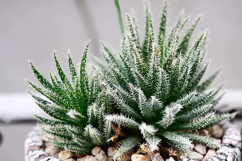 Aloe Haworthioides ‘Haworthia-Leaved Aloe’