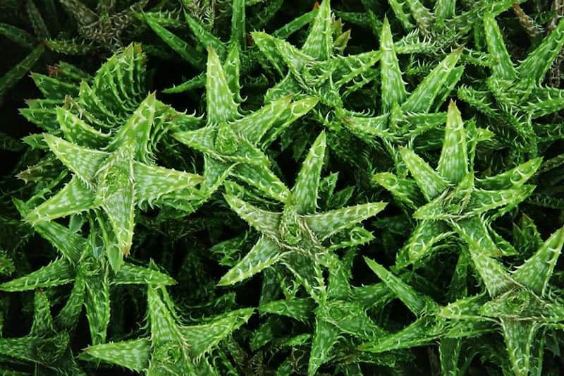 Aloe Juvenna ‘Tiger Tooth Aloe’