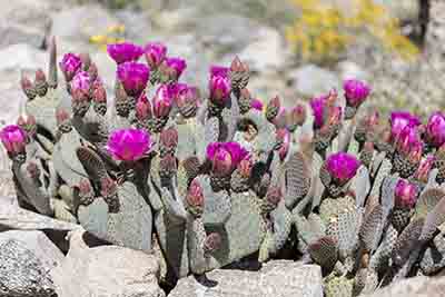 Beaver tail cactus