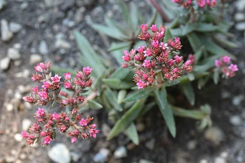 Crassula Exilis Ssp. Schmidtii ‘Fairy Tongue’