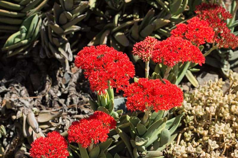 Crassula Falcata ‘Propeller Plant’