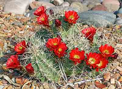Echinocereus triglochidiatus
