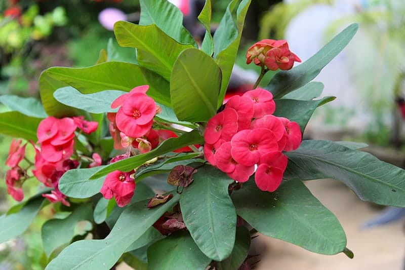 Euphoribia Milii ‘Crown-Of-Thorns’
