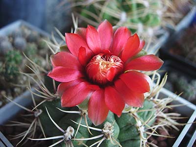 Gymnocalycium gibbosum