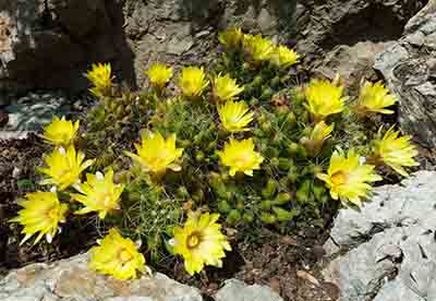 Mammillaria longimamma