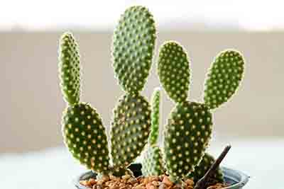 Opuntia microdasys