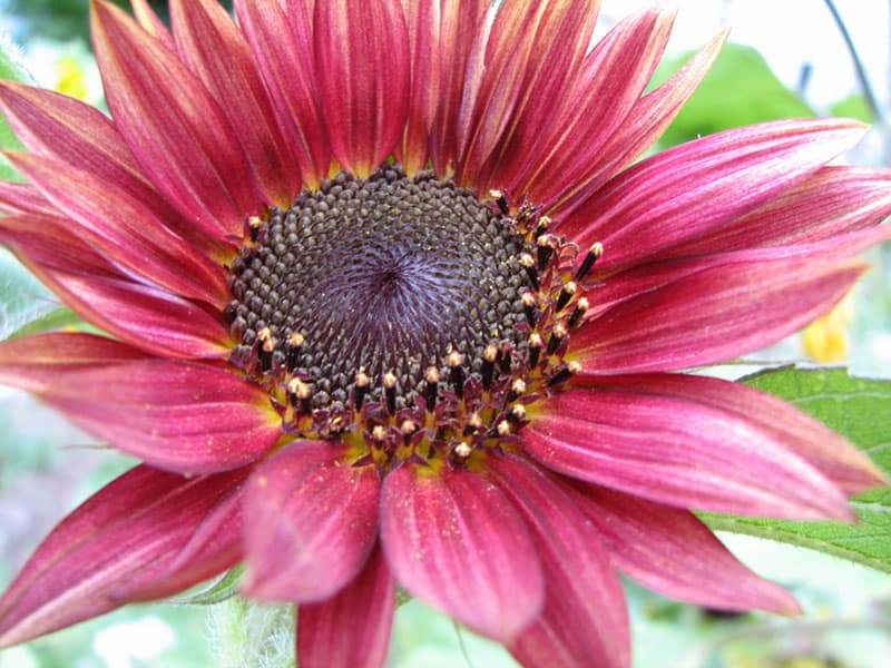 Chianti Sunflower