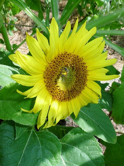Elf Sunflower