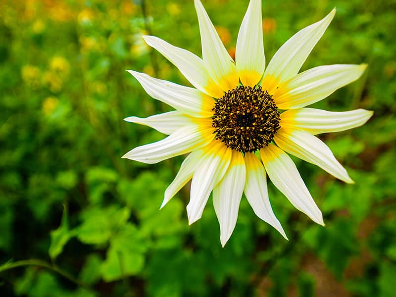 Italian White Sunflower