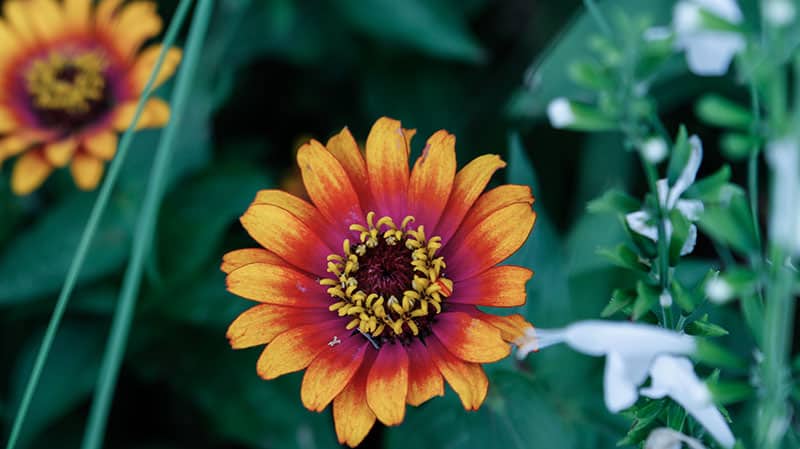 Little Becka Sunflower