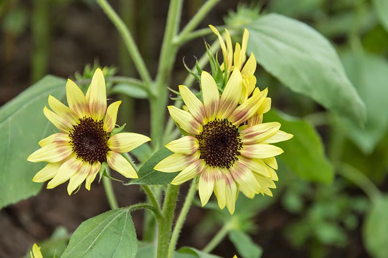 Strawberry Blonde Sunflower